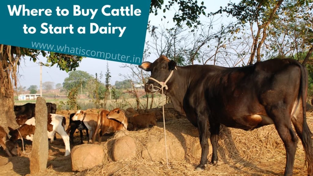 Where to Buy Cattle to Start a Dairy