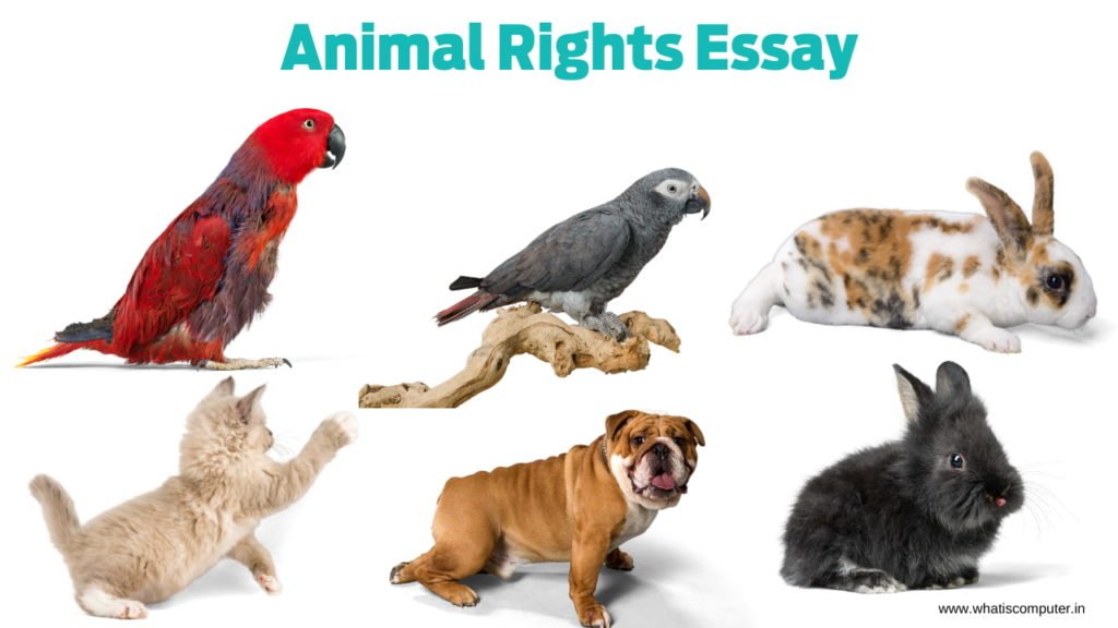 animal rights paper