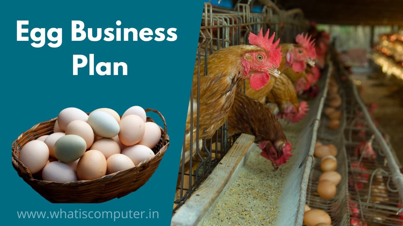 egg sales business plan